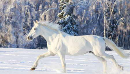 Rüyada At Görmek İslami Yorumu Diyanet