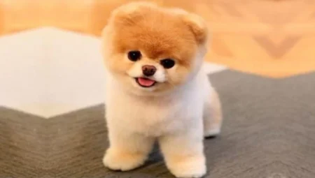 Rüyada Köpek Görmek İslami Yorumu Diyanet