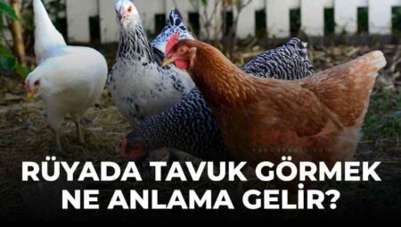 Rüyada Tavuk Görmek İslami Yorumu Diyanet