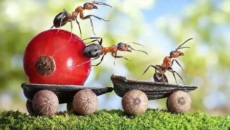 Rüyada Karınca Görmek İslami Yorumu Diyanet