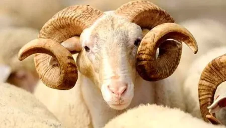 Rüyada Koç Görmek İslami Yorumu Diyanet