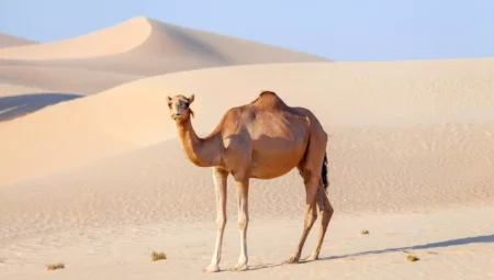 Rüyada Deve Görmek İslami Yorumu Diyanet