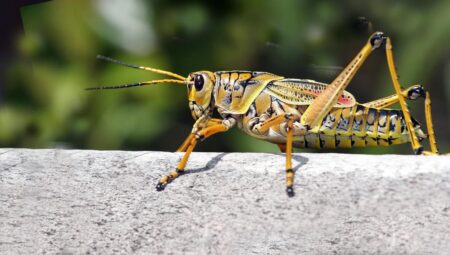 Rüyada Çekirge Görmek İslami Yorumu Diyanet