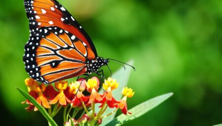 Rüyada Kelebek Görmek İslami Yorumu Diyanet