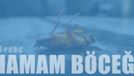 Rüyada Hamam Böceği Görmek İslami Yorumu Diyanet