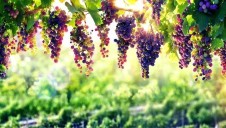 Rüyada Üzüm Görmek İslami Yorumu Diyanet