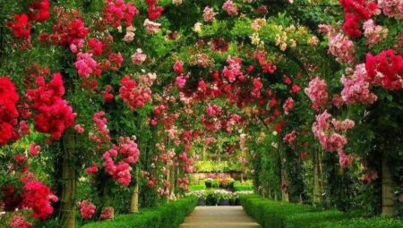 Rüyada Gül Görmek İslami Yorumu Diyanet