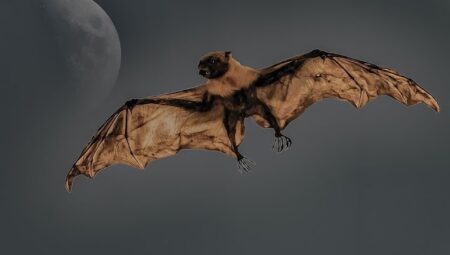 Rüyada Yarasa Görmek İslami Yorumu Diyanet