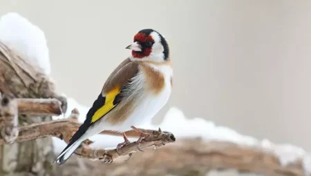 Rüyada Saka Kuşu Görmek İslami Yorumu Diyanet