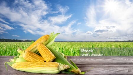 Rüyada Mısır Görmek İslami Yorumu Diyanet