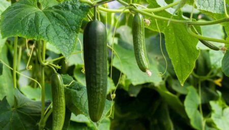 Rüyada Salatalık Görmek İslami Yorumu Diyanet