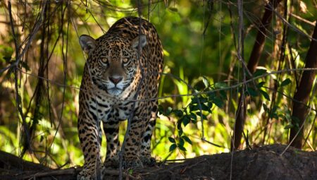 Rüyada Jaguar Görmek İslami Yorumu Diyanet