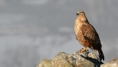 Rüyada Şahin Görmek İslami Yorumu Diyanet