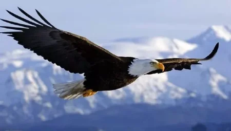 Rüyada Kartal Görmek İslami Yorumu Diyanet