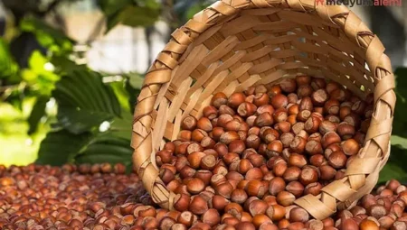 Rüyada Fındık Görmek İslami Yorumu Diyanet