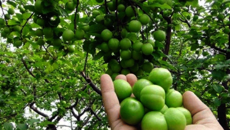 Rüyada Erik Görmek İslami Yorumu Diyanet