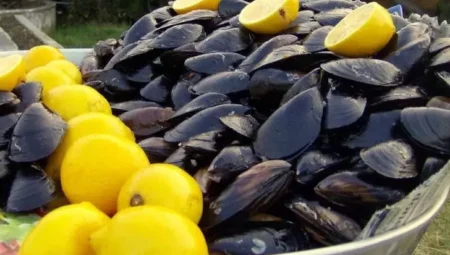 Rüyada Midye Görmek İslami Yorumu Diyanet