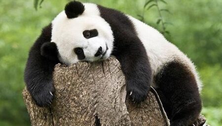 Rüyada Panda Görmek İslami Yorumu Diyanet