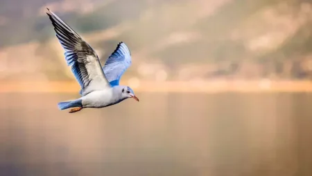 Rüyada Martı Görmek İslami Yorumu Diyanet