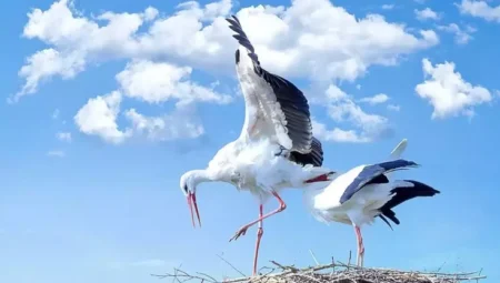 Rüyada Leylek Görmek İslami Yorumu Diyanet
