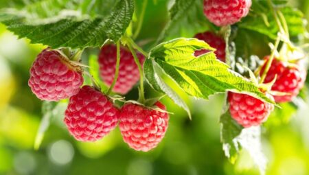 Rüyada Ahududu Görmek İslami Yorumu Diyanet