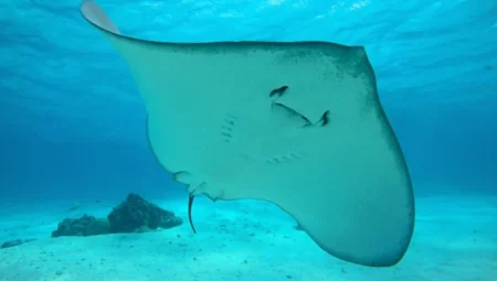 Rüyada Vatoz Balığı Görmek İslami Yorumu Diyanet