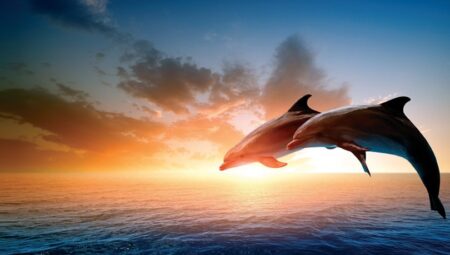 Rüyada Yunus Balığı Görmek İslami Yorumu Diyanet