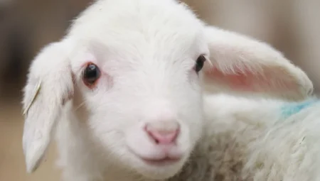 Rüyada Kuzu Görmek İslami Yorumu Diyanet