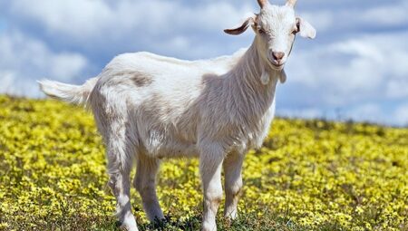 Rüyada Keçi Görmek İslami Yorumu Diyanet