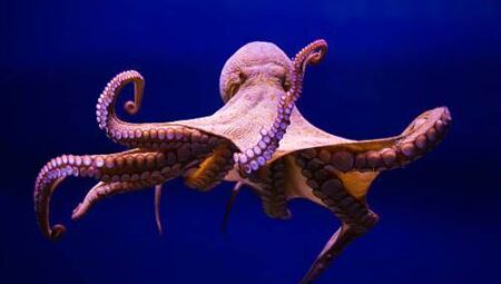 Rüyada Ahtapot Görmek İslami Yorumu Diyanet