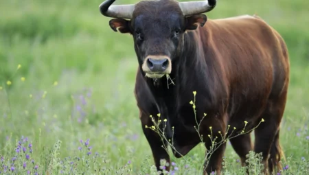 Rüyada Öküz Görmek İslami Yorumu Diyanet