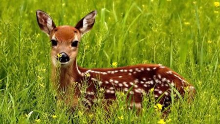 Rüyada Ceylan Görmek İslami Yorumu Diyanet