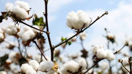 Rüyada Pamuk Görmek İslami Yorumu Diyanet