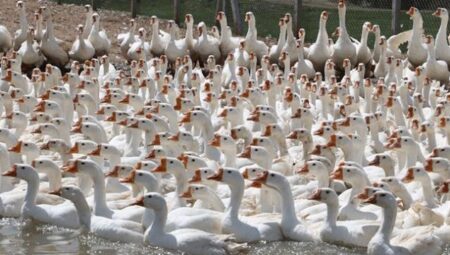 Rüyada Kaz Görmek İslami Yorumu Diyanet