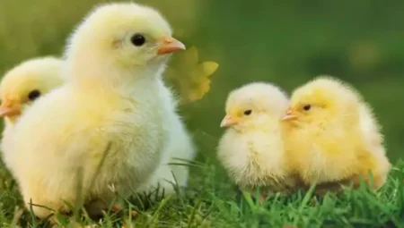 Rüyada Civciv Görmek İslami Yorumu Diyanet