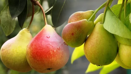 Rüyada Armut Görmek İslami Yorumu Diyanet