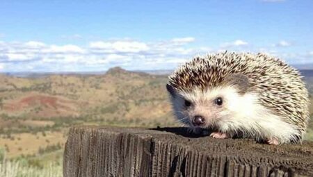 Rüyada Kirpi Görmek İslami Yorumu Diyanet